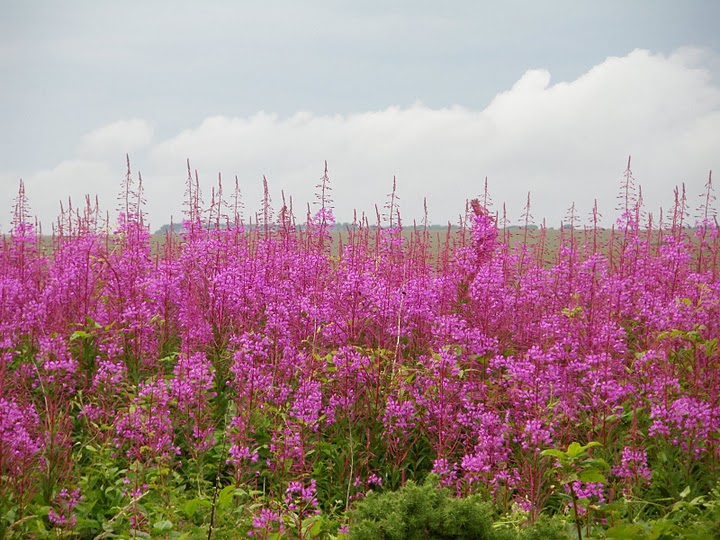 Bild zu Ricarda Huch